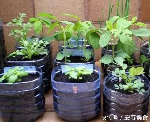 别再嫌弃油桶没用了,处理一番栽花种菜做支架,让城里人长见识