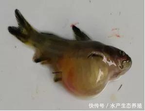 黄颡鱼腹水病俗称 大肚子 发病期来势猛 蔓延快 如何才能化险为夷 快资讯 黄颡鱼腹水病俗称 大肚子 发病期来势猛 蔓延快 如何才能化险为夷 快资讯