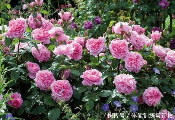 如何让月季弱苗在春天满血复活让你的月季抓住春风长成壮苗吧!