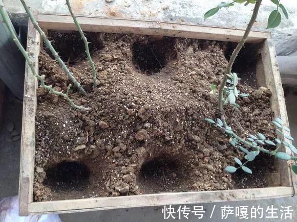 发酵|老花匠：扔4种“东西”，就是扔钱，比花肥还好用，不花钱！