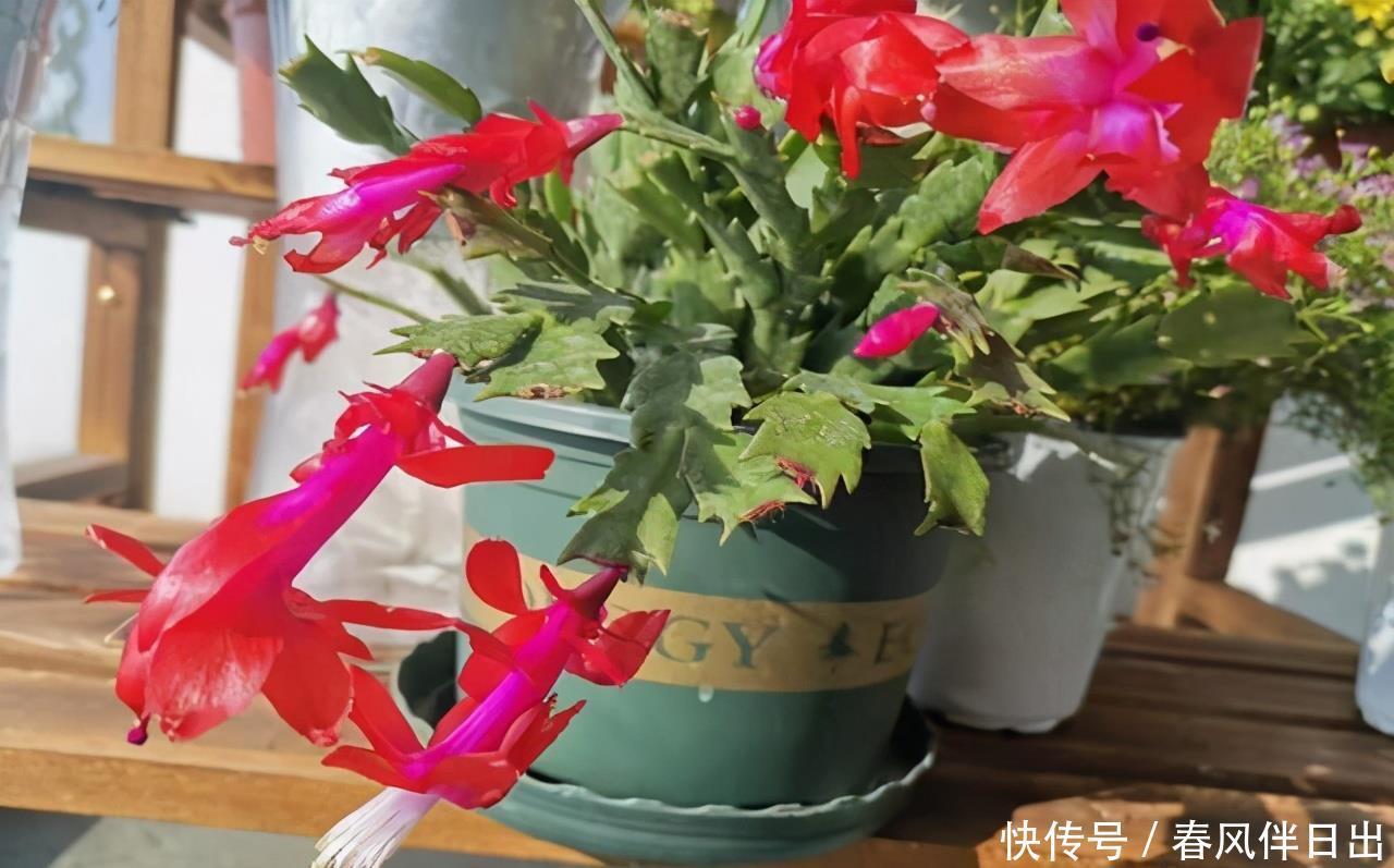 蟹爪兰复花需“虐养”，“三动作”催出一圈苞，当月开出层叠群花