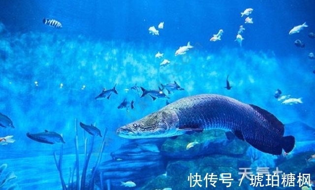 凤凰|任正非炒掉三分之一干部，被骂忘恩负义，一年后才知他决策多英明