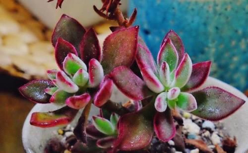 我的锦晃星该如何养呢？叶子小，秃了，谢谢？