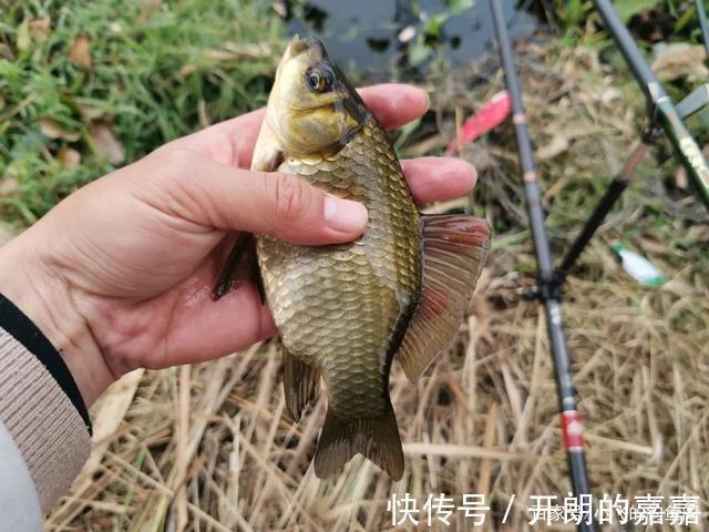 小野塘|小野塘鲫鱼连杆,4个小时钓了半桶,这个套路真的屡试不爽