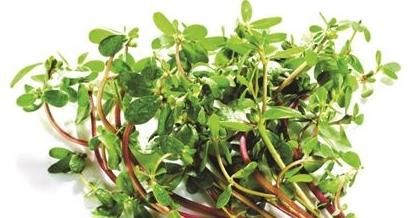  救命|没人要的乡野菜，却是城里人的“救命菜”，真的“浑身是宝”！