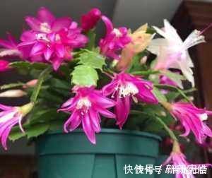 蟹爪兰|夏天养“蟹爪兰”4秘诀,叶片肥厚蹭蹭长,到了秋季就开花,管用