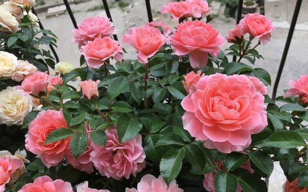 养月季花,多做关键1步,枝繁叶茂,花开不断,阳台变花海!