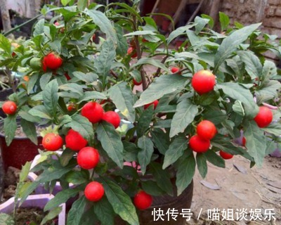 喜欢在家中养护花卉，就养护花期长，花色绚丽的3种花卉，太美了