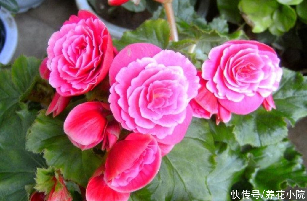 阳台上|夏天6种花太怕热，要“少水少肥少光照”，才能长得旺