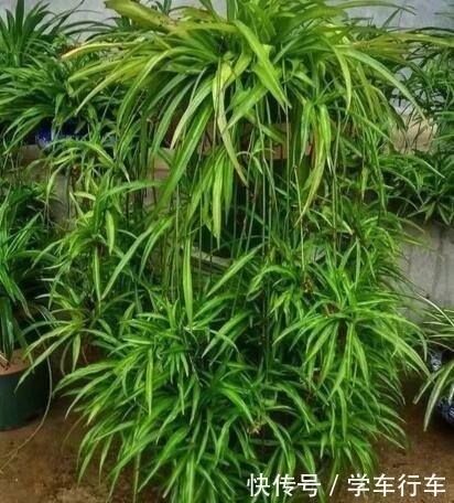 花卉|养花就浇“1种水”,盆土不板结,叶绿花还多,比施肥强得多!