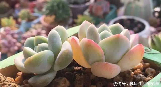 多肉叶子干成皮别扔,这样一做能变老桩!多肉叶子干成皮别扔,这样一做能变老桩!