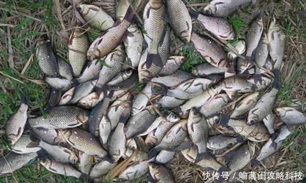 钓鱼必杀技久坐无鱼咬钩,试试这些狠招数,咬钩量翻几倍