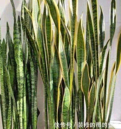 侧芽|比人高的“虎皮兰”,到底什么原因,让它这样疯长