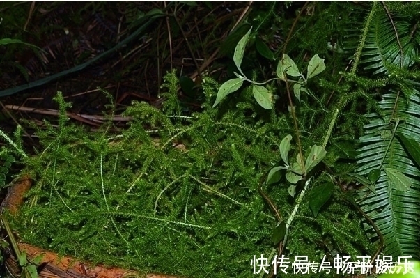 风湿|俗语“筋长一寸,寿延十年”,农村这种野草,是老大夫的宝贝