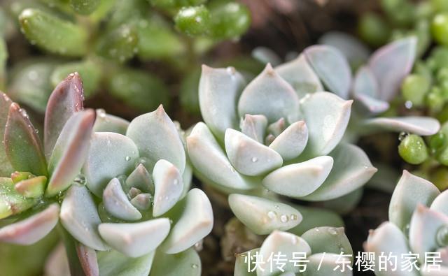 多肉白牡丹仿佛天然矛盾体，有叶插之王的称号，却不易度夏