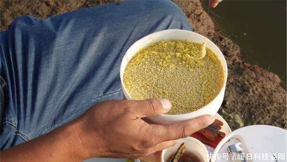 进食|夏季鲫鱼难钓,用长竿短线蘸米钓,杂鱼不闹钩,底钓大鲫很优秀