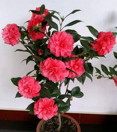 养花就选3种花,不怕热、不怕冷,开花漂亮花期长,轻松养爆盆!