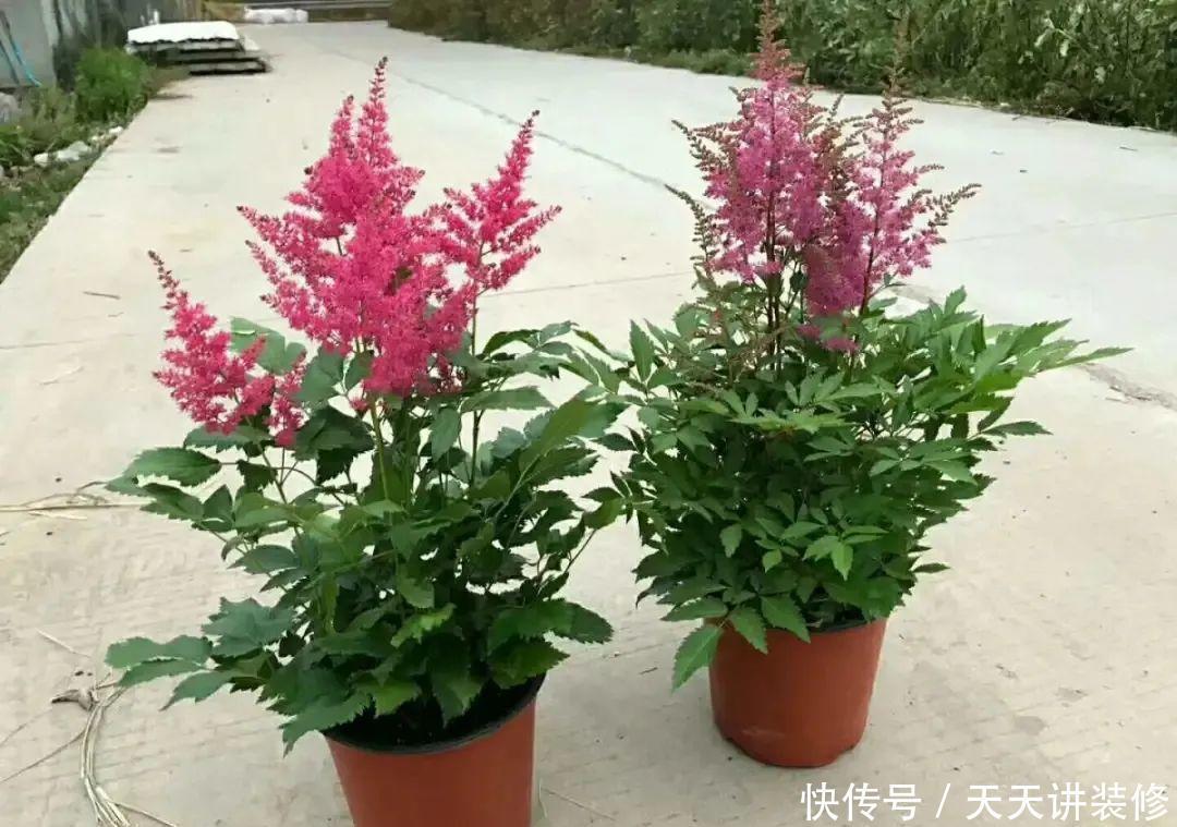 落新妇耐寒又耐阴,颜值高,气质佳,今年最流行!