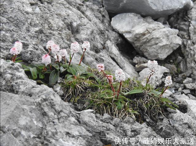 玉龙雪山冰川消融 中国绿发会志愿者生态考察记录