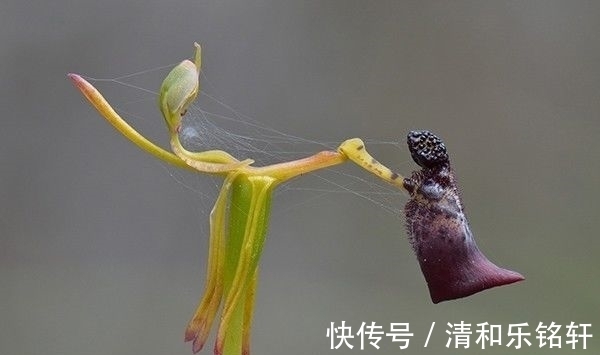 植物界奇葩TOP20,眼界又被刷新了!