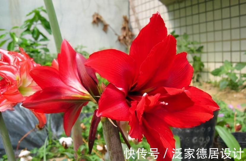 种球|正逢秋日养花好时节,买花就选这3款,一开大半年,开花量还大