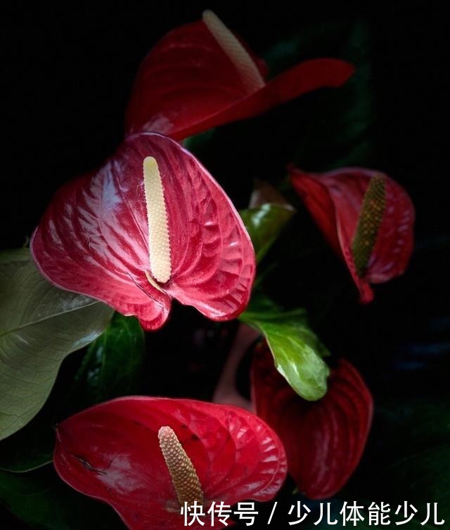 红掌、粉掌和白掌有什么区别学会了才能养护好!