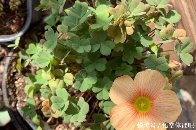 花一变这样，就是休眠了，赶紧换个地方养！花一变这样，就是休眠了，赶紧换个地方养！