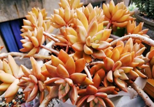 多肉在什么情况下需要浸盆？怎样浸盆才是正确的操作方式？