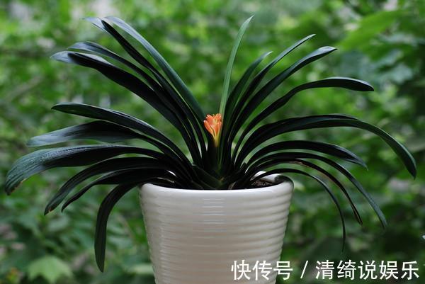 懒人|养君子兰加点料，叶片绿油油长得旺，懒人的福音！