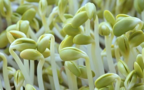 祛湿|想要祛湿,就要“健脾”,医生:常吃这“4样”,帮你远离脾虚