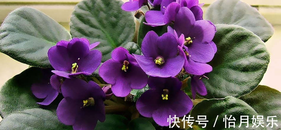 非常美观的紫罗兰,在家里种植,应该怎么养护呢