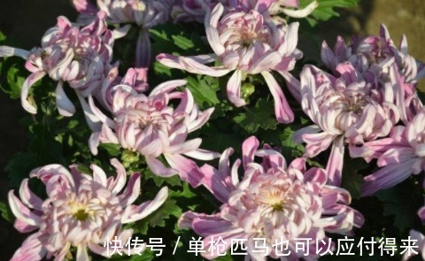 菊花|菊花和此物泡水喝，可以养护肝脏，视力也不错，值得与家人分享！