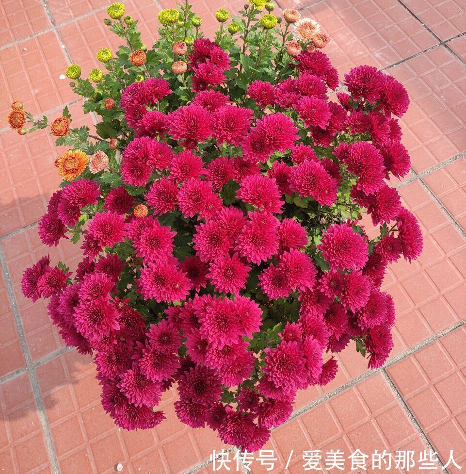 3种花,真的不怕寒冷,零度也能开花、很灿烂花很多特别美