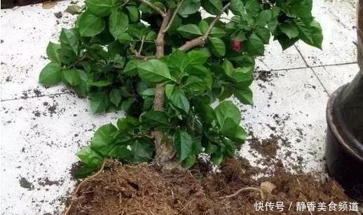 花盆|花卉换盆时,这些没做好,就等于白换了