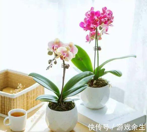 空气再干燥,“12种花”也别喷水,容易黄叶、腐烂和枯萎