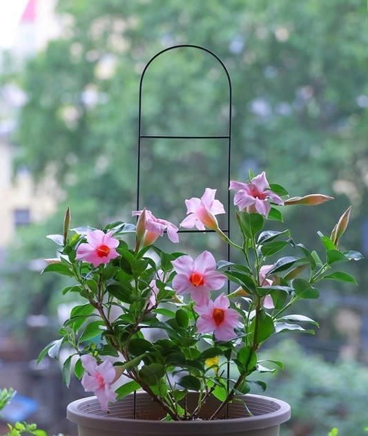 藤本|此种藤本花卉,不输铁线莲,养护容易,四季都开花,室内也能种!