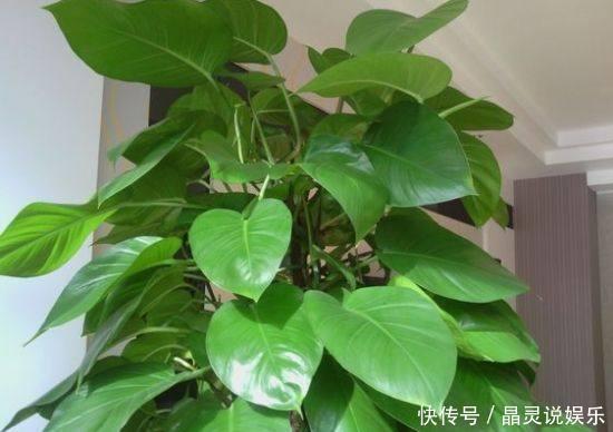 冬天关门关窗,室内空气太差了,养几盆这个花,空气清新不生病