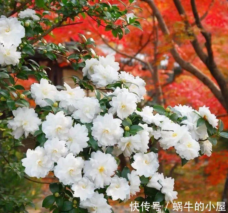 名字土掉渣、开花却很漂亮的8种花,你家养过几种?