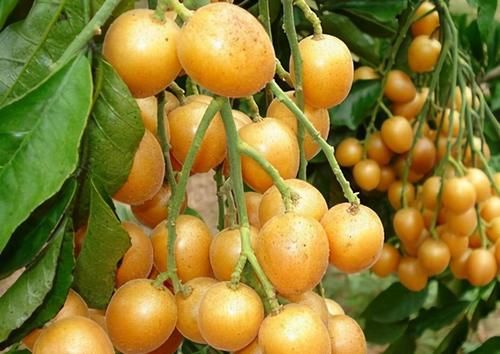 康普|女性坚持吃的食物，增强食欲，调理肠胃，加速肠胃蠕动，肌肤好