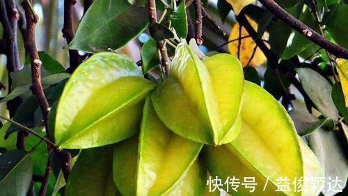 冻柿子|6种水果聪明人从不碰,尤其第二个,堪称寄生虫的窝,有人却爱吃