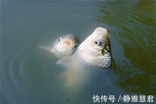 小鱼|秋末钓鲫鱼,子线用长还是用短这样选更科学,中鱼率飙升几倍