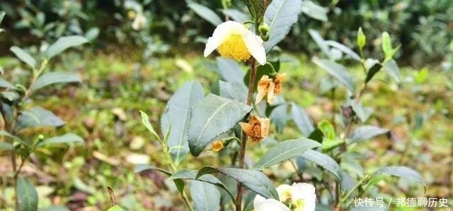 文物|在张场我们发现了明代的文物~