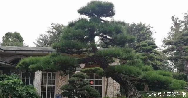 观赏价值|这“3”种花，放在家中最“保值”，养上数10年，几万都不卖