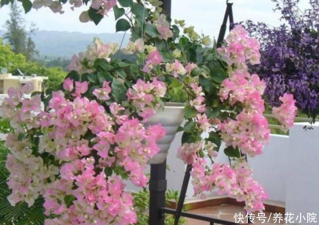 秋天养三角梅,勤用1种肥,促进植株孕蕾开花