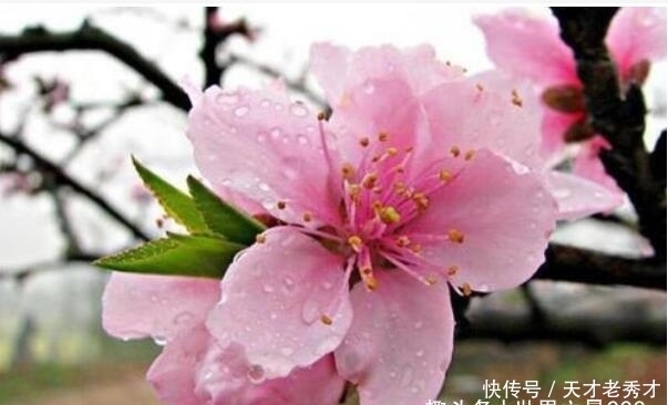 莲花|世界上最吉利好运的花:桃花象征好运，百合花用在婚礼上