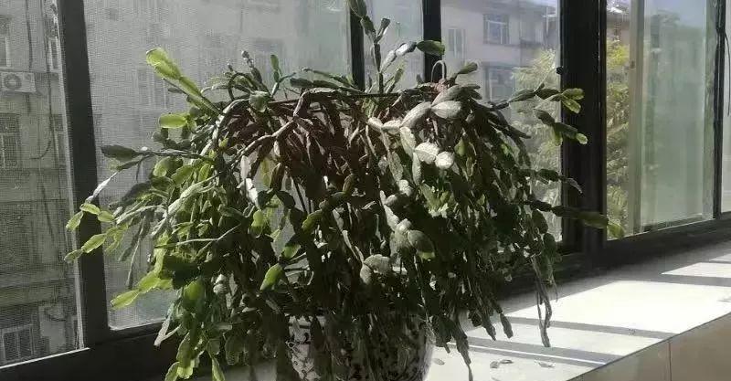 蟹爪兰不孕蕾,花蕾长得慢,叶片发红怎么办