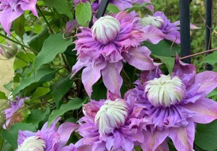 几款花超漂亮的,沾土就活,颜色多样,绚丽多彩,花量超大的