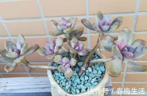 老桩|多肉冬美人特好养，掰一枝插小盆里胖乎乎很可爱，插大盆里则能轻松爆盆