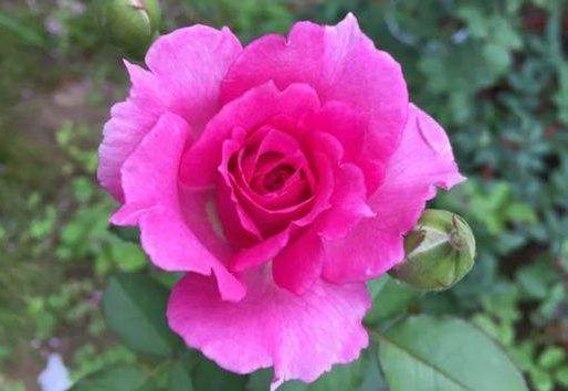 花很好养，耐热耐晒更耐旱，比吊兰好养，你养了吗