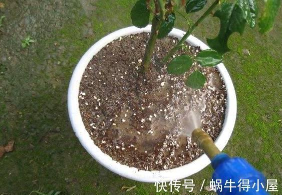 植物|刚买的花,养几天就枯死,原来这里没做对,很多人不知道!